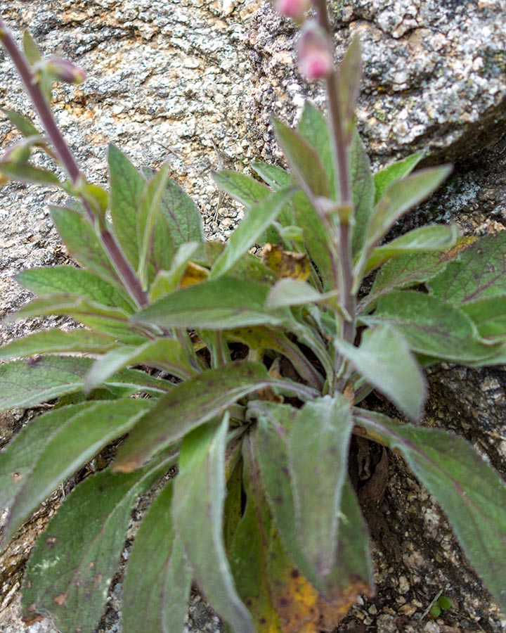 Digitalis purpurea / Digitale rossa